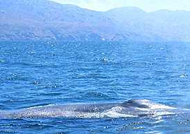 santa barbara whale watching